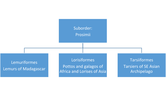 Primate  Definition, Species, Characteristics, Classification