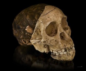 australopithecus robustus skull features