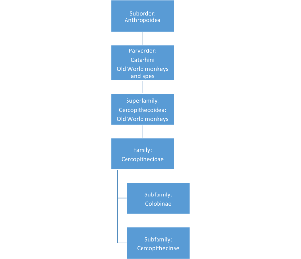 Taxonomic definition of ape