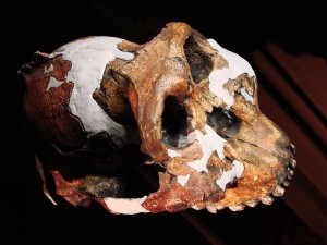 Paranthropus: How did this bizarre, ape-like early hominin survive for so  long?