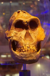 australopithecus robustus skull features