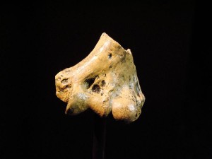 7.6. ábra Australopithecus anamensis disztális felkarcsontja.