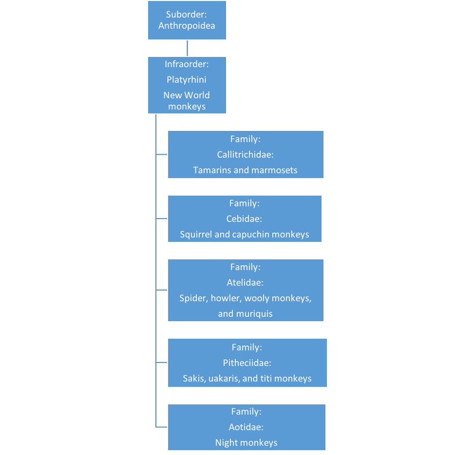 Taxonomic definition of ape